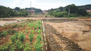 江西某鎮重金屬污染農田土壤修復試驗示範項目